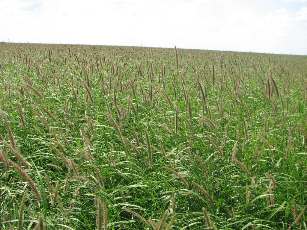 Beffelgrass Buffelgrass, Pecos® Brand | Pogue | Livestock Grazing Seeds
