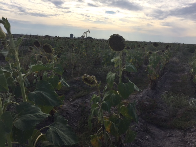 Peredovic Sunflower